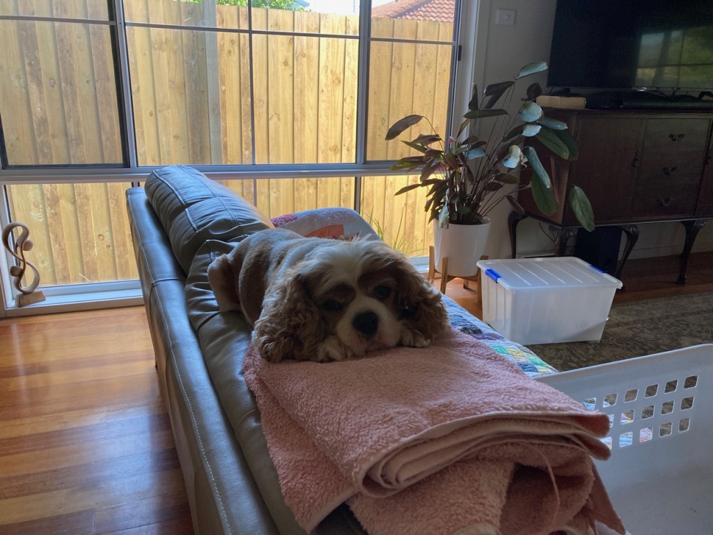 Cavalier on the back of the couch with his head resting on a pile of towels.